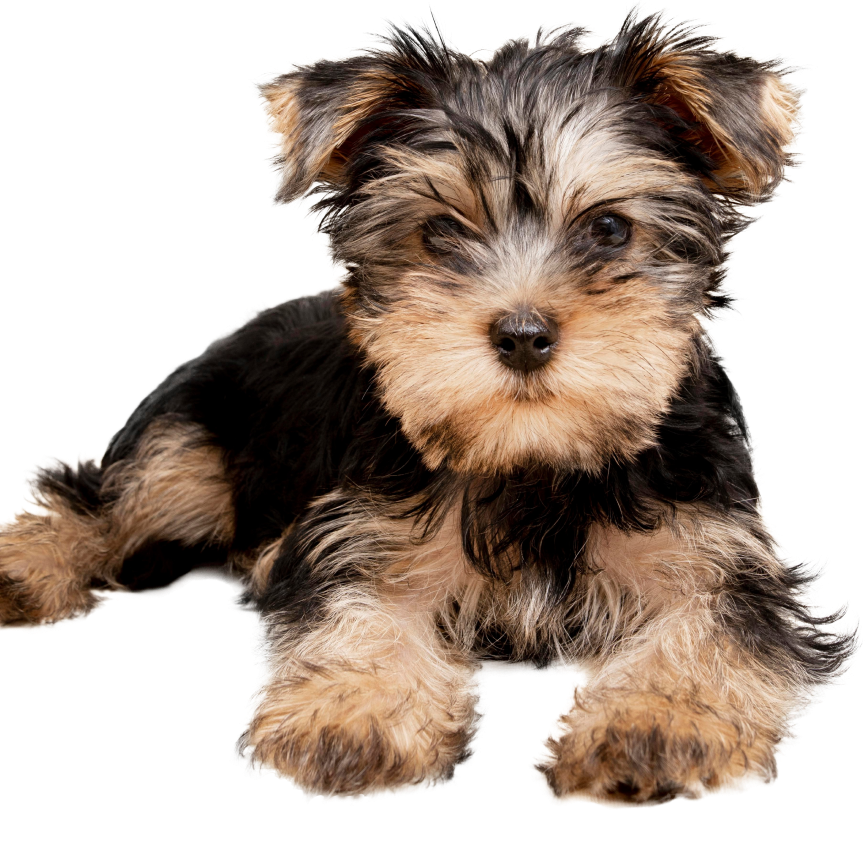 Happy dog with natural products